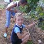 Picking grapes at Latroun