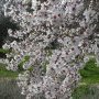 Almond blossoms in the village
